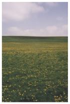 A field of rape in Avebury, 2000